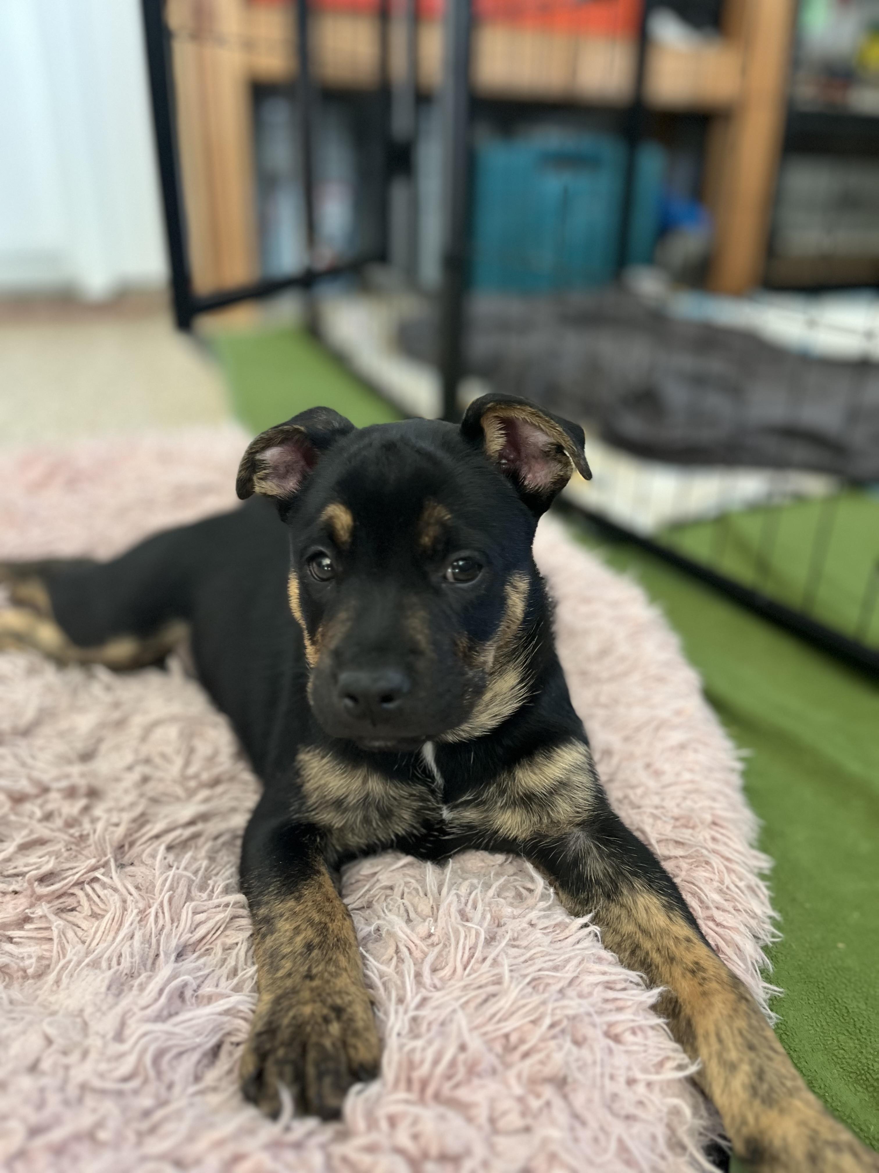 Mercedes & puppies , a ADOPTABLE mixed breed in Poway, CA image 3/6