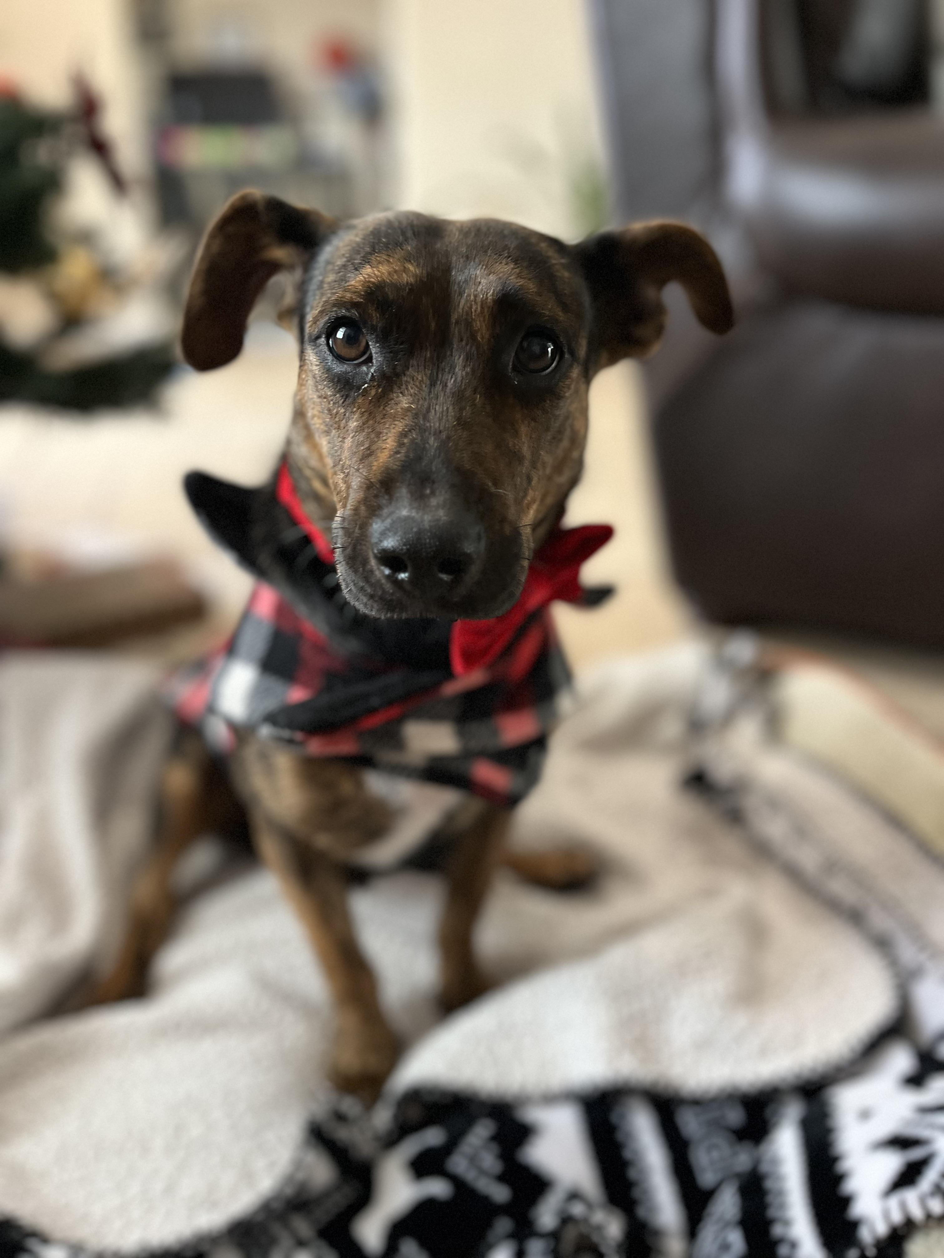 Enlarge Mercedes, a ADOPTABLE mixed breed in Poway, CA image 4/5