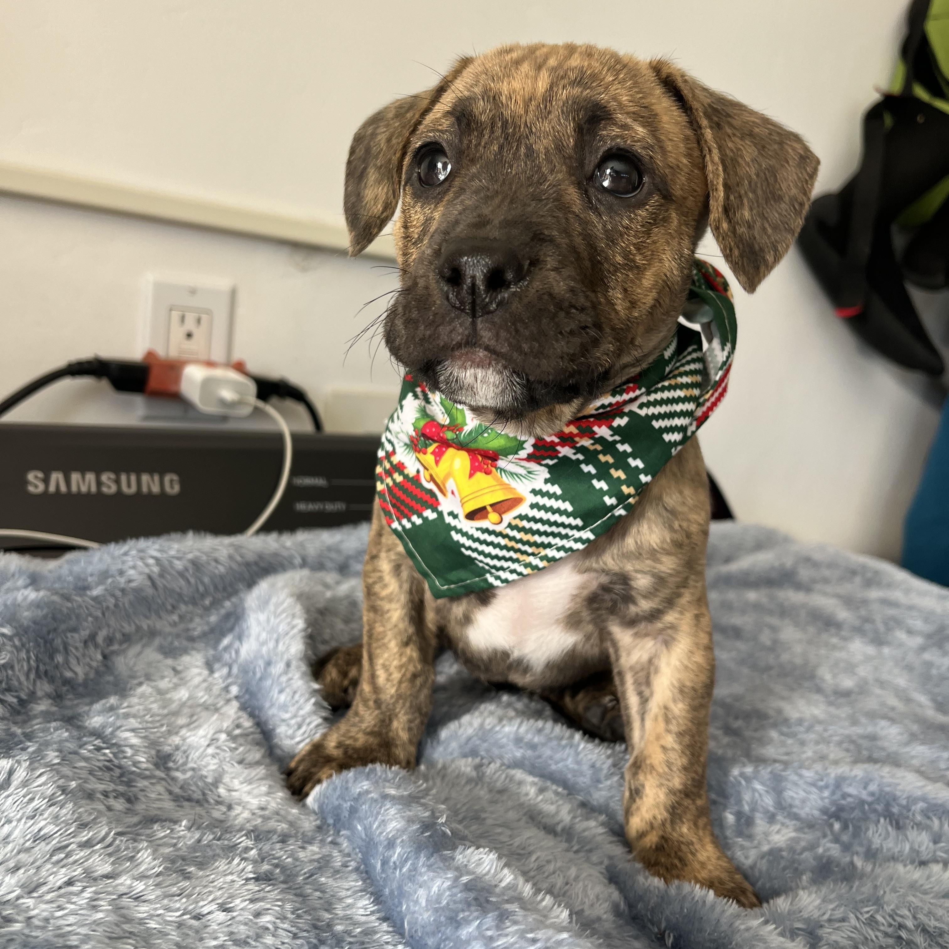 Mercedes & puppies , a ADOPTABLE mixed breed in Poway, CA image 4/6