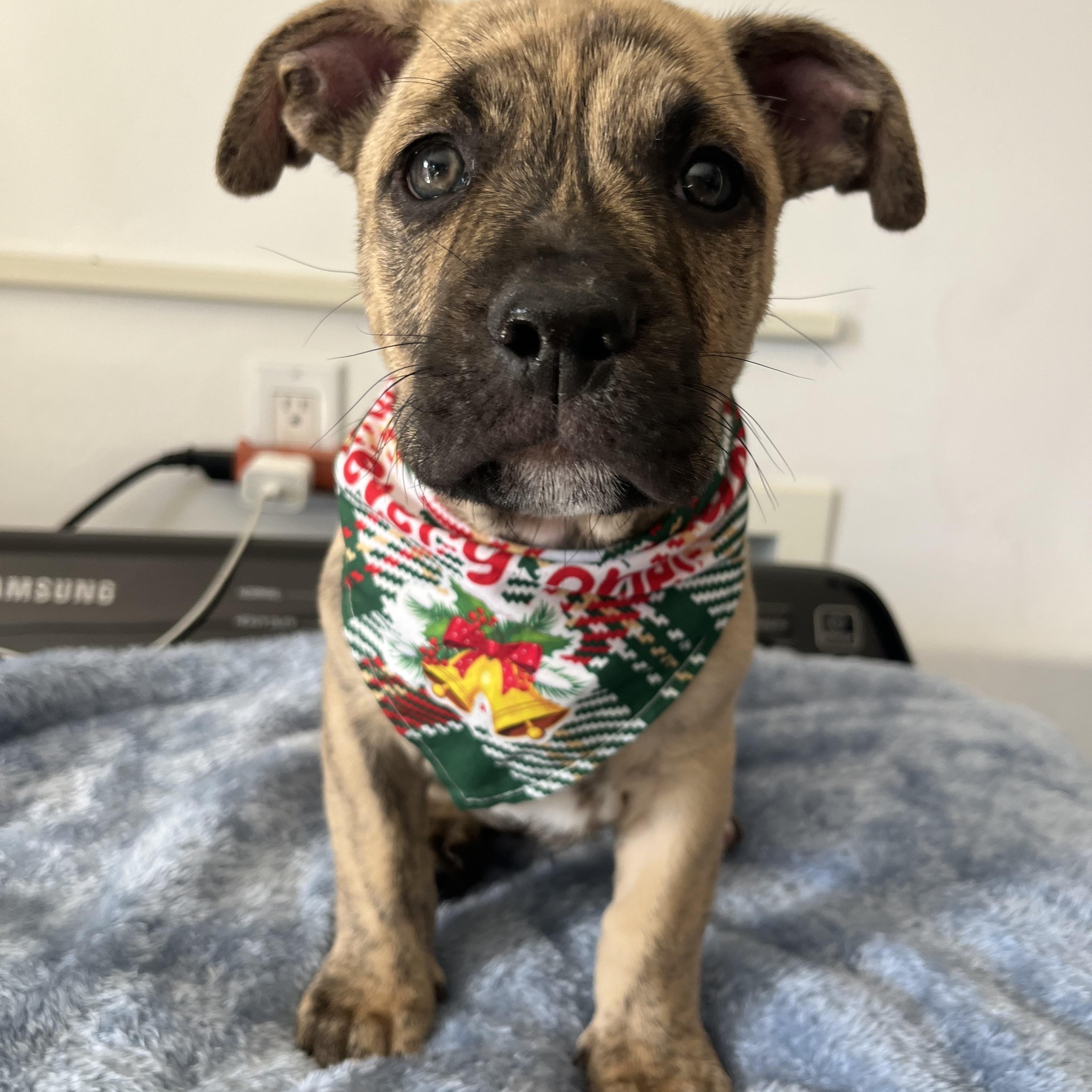 Mercedes & puppies , a ADOPTABLE mixed breed in Poway, CA image 5/6