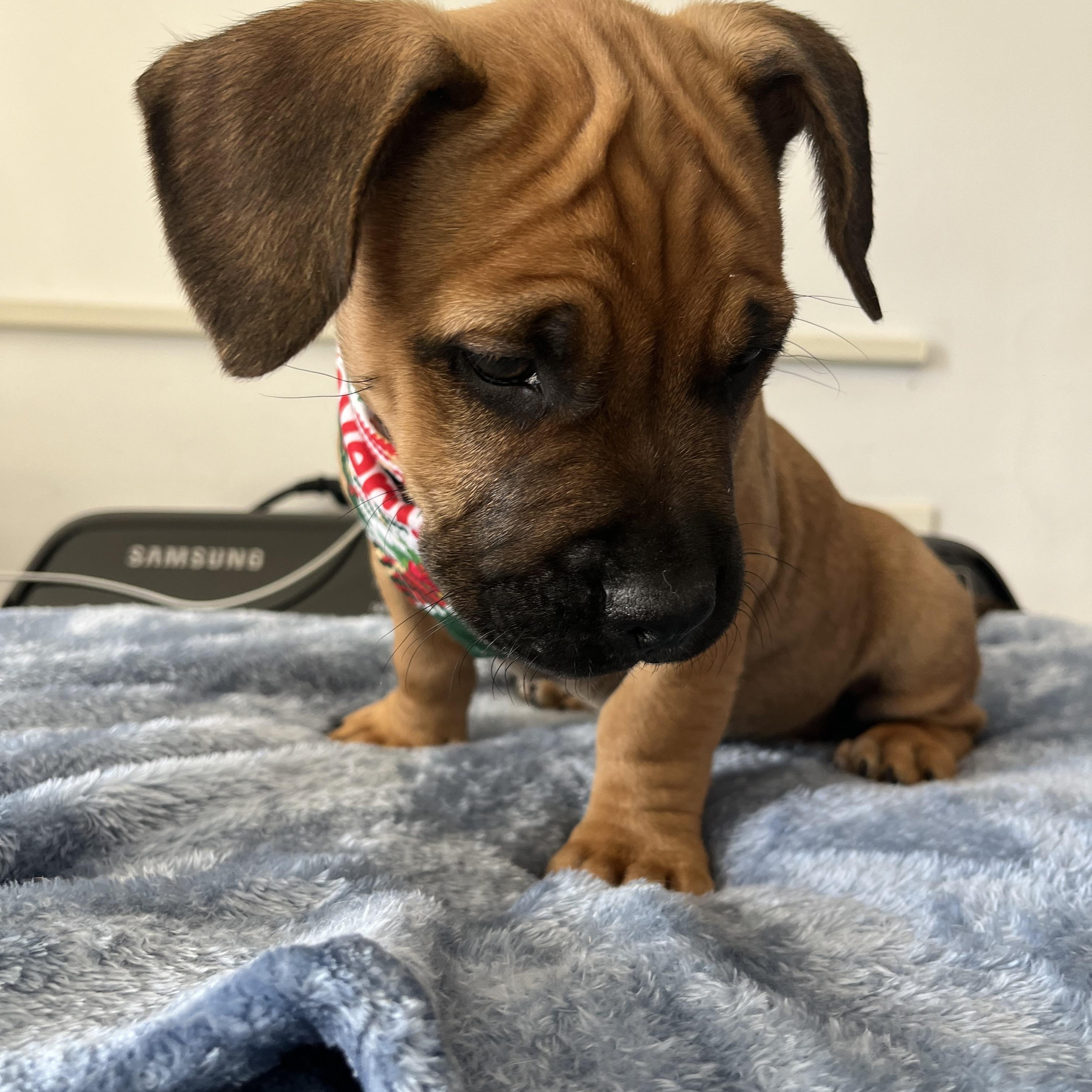 Mercedes & puppies , a ADOPTABLE mixed breed in Poway, CA image 6/6