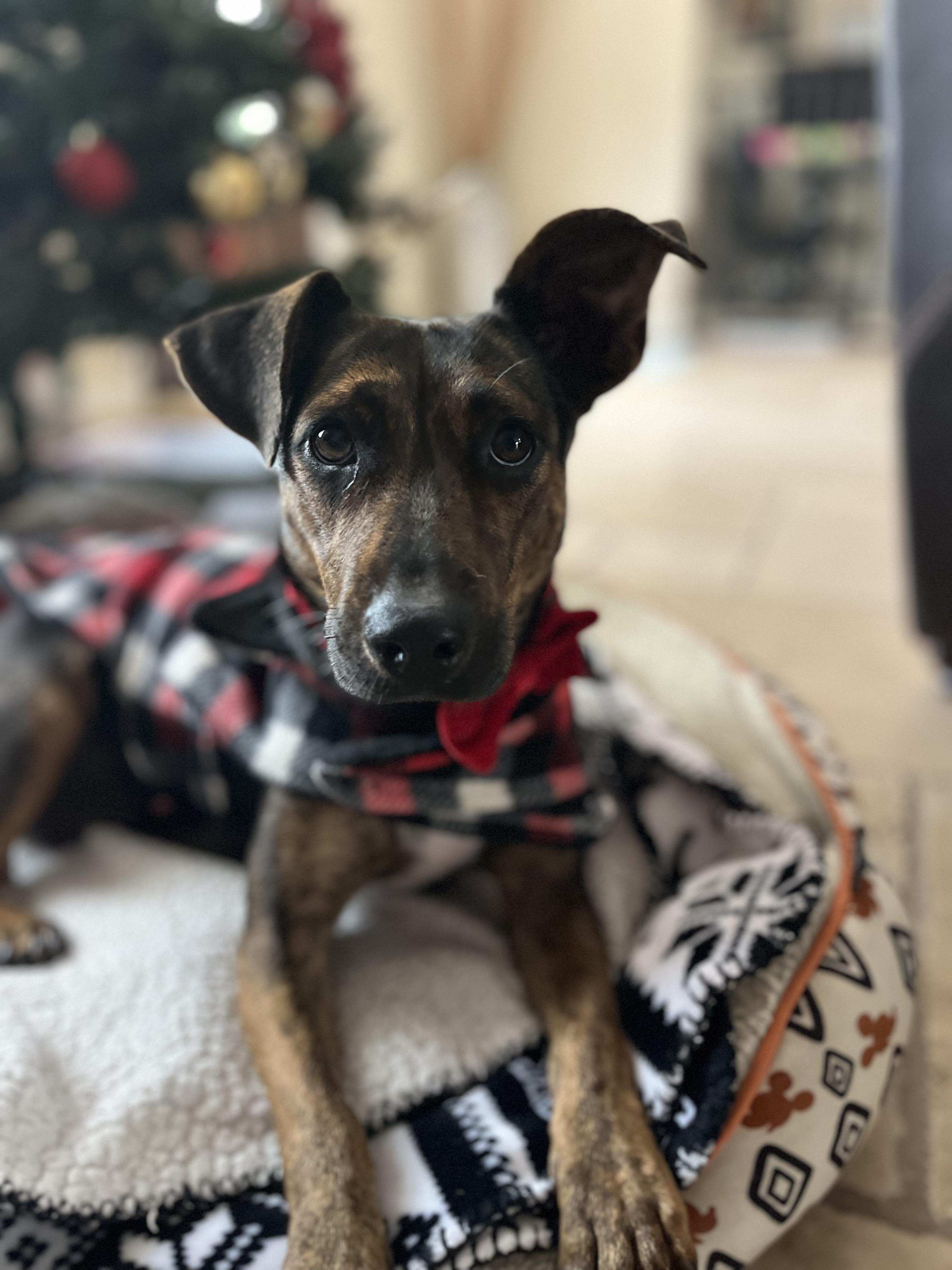 Enlarge Mercedes, a ADOPTABLE mixed breed in Poway, CA image 5/5