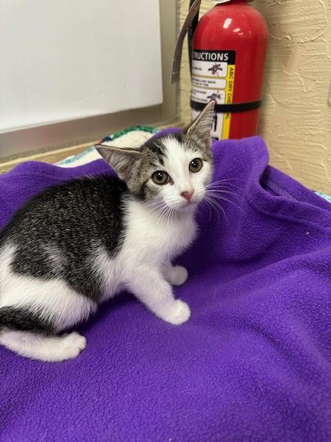 Enlarge Tinker, a Adoptable Tabby in Parlier, CA image 1/6