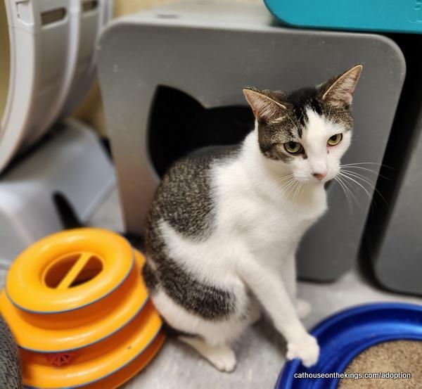 Enlarge Tinker, a Adoptable Tabby in Parlier, CA image 1/6