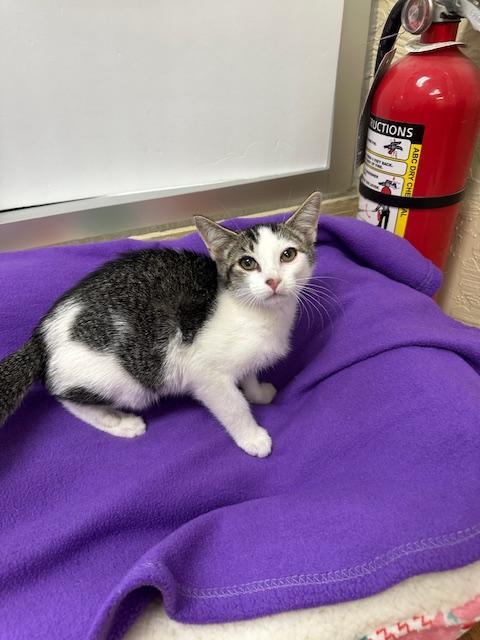 Enlarge Tinker, a Adoptable Tabby in Parlier, CA image 1/5