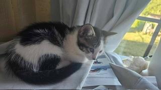 Enlarge Tinker, a Adoptable Tabby in Parlier, CA image 3/6