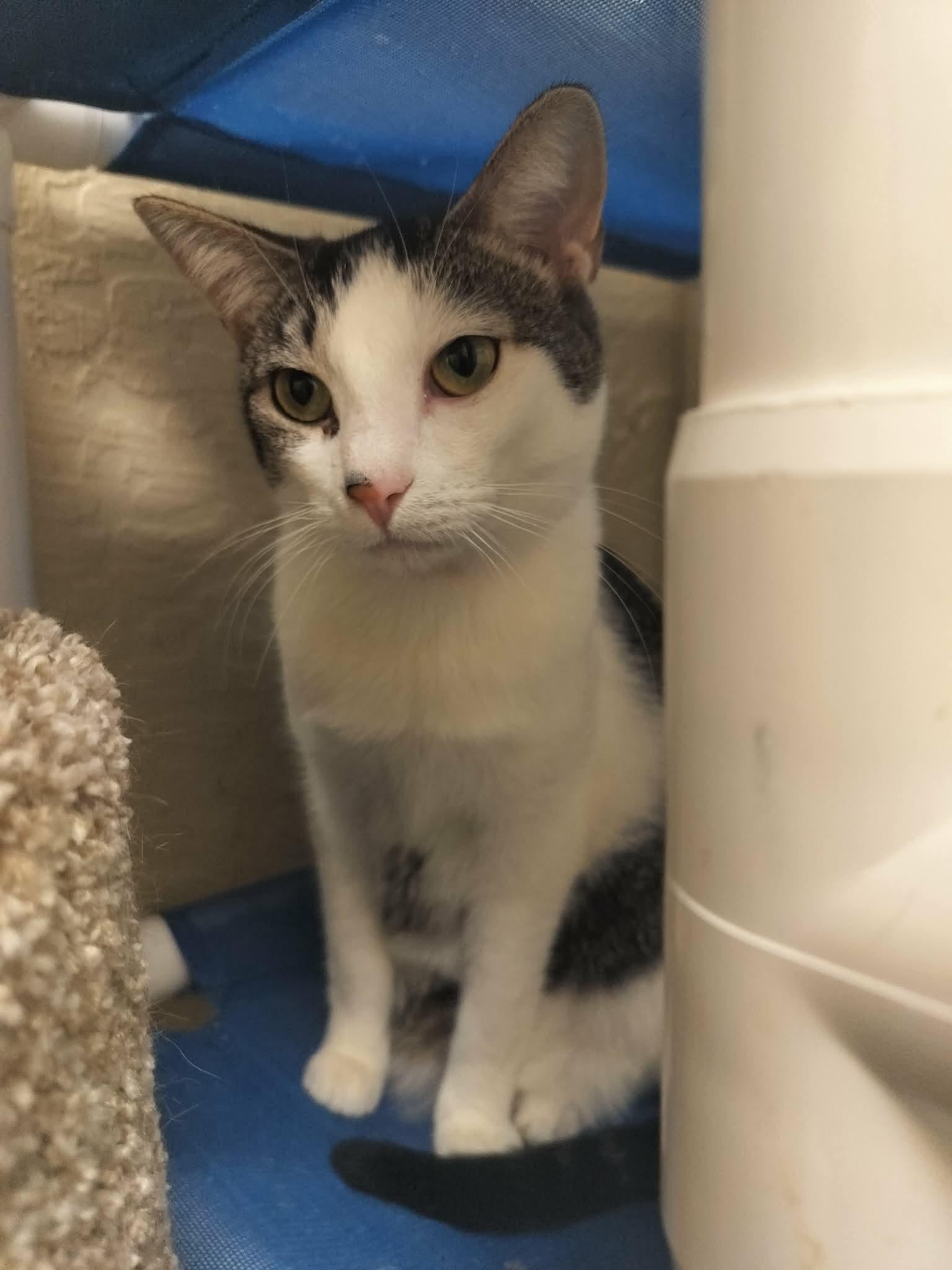 Enlarge Tinker, a Adoptable Tabby in Parlier, CA image 4/6