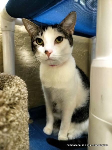 Enlarge Tinker, a Adoptable Tabby in Parlier, CA image 2/6