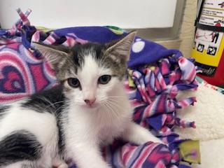 Enlarge Tinker, a Adoptable Tabby in Parlier, CA image 5/5