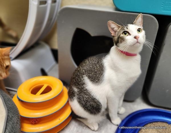 Enlarge Tinker, a Adoptable Tabby in Parlier, CA image 3/6