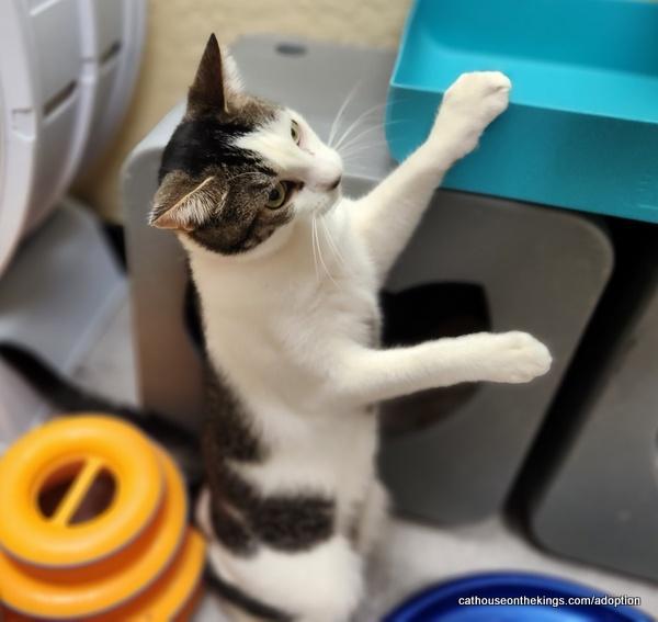 Enlarge Tinker, a Adoptable Tabby in Parlier, CA image 4/6