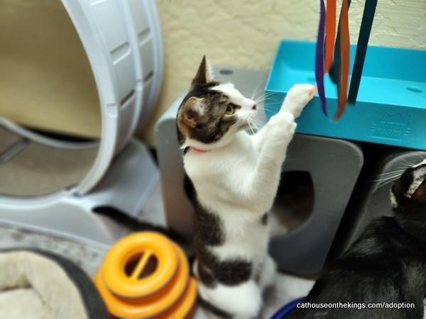 Enlarge Tinker, a Adoptable Tabby in Parlier, CA image 5/6