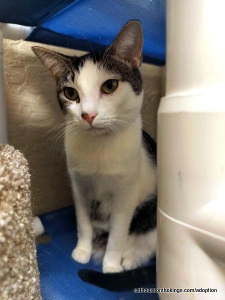 Enlarge Tinker, a Adoptable Tabby in Parlier, CA image 6/6