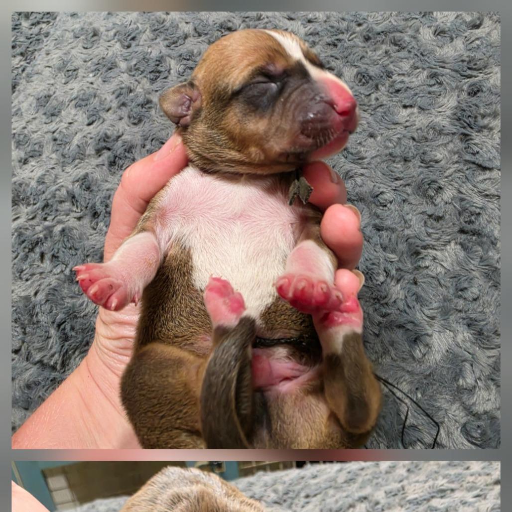 Buster, Adoptable, Puppy Male Bluetick Coonhound & Pit Bull Terrier.