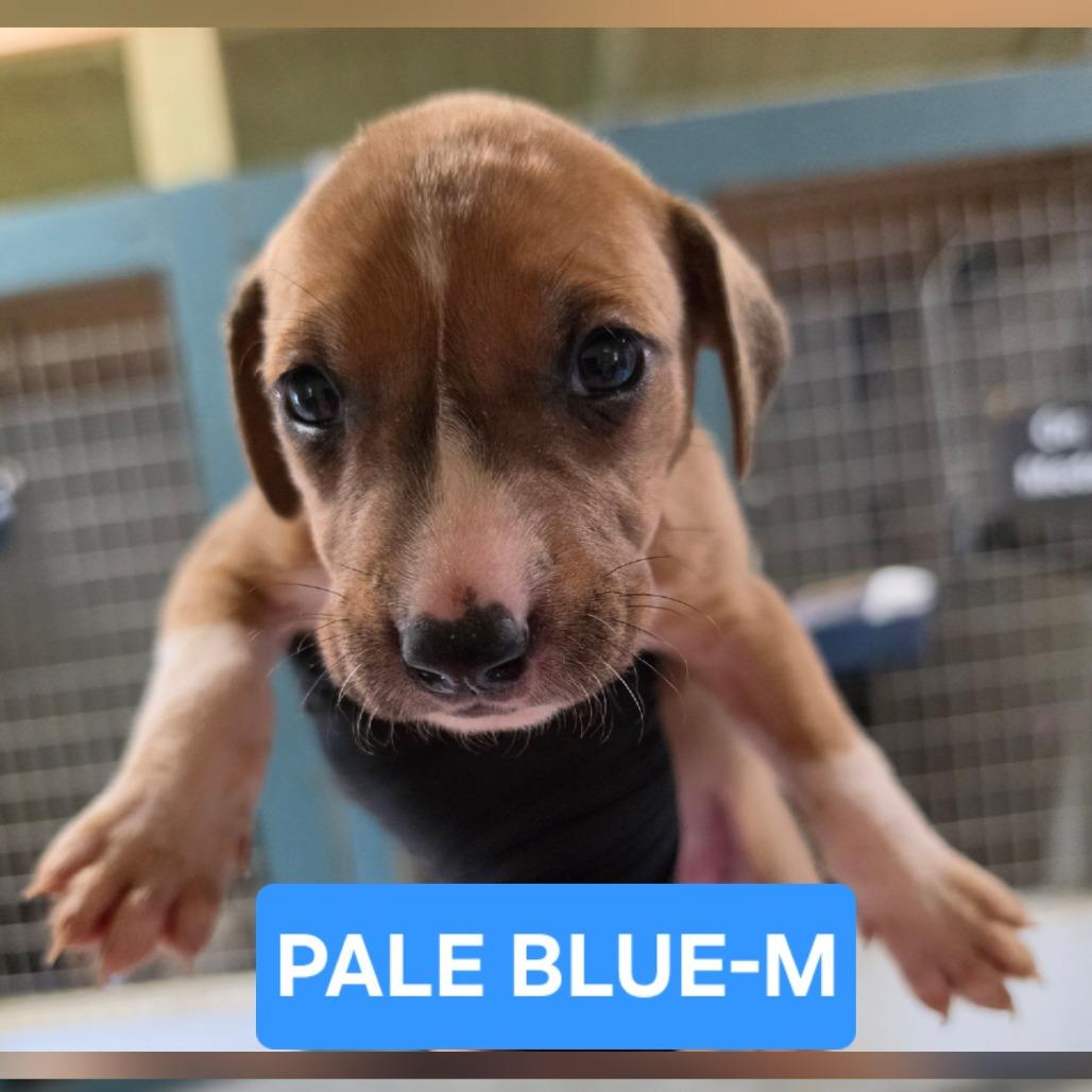 Enlarge Buster, a Adoptable mixed breed in Chesapeake, VA image 3/4