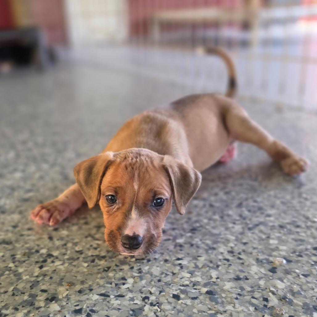 Enlarge Buster, a Adoptable mixed breed in Chesapeake, VA image 4/4