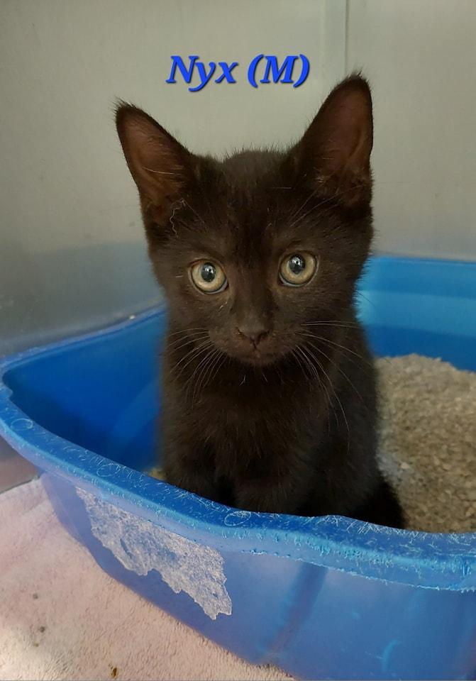 Nyx, Baby Male Domestic Short Hair