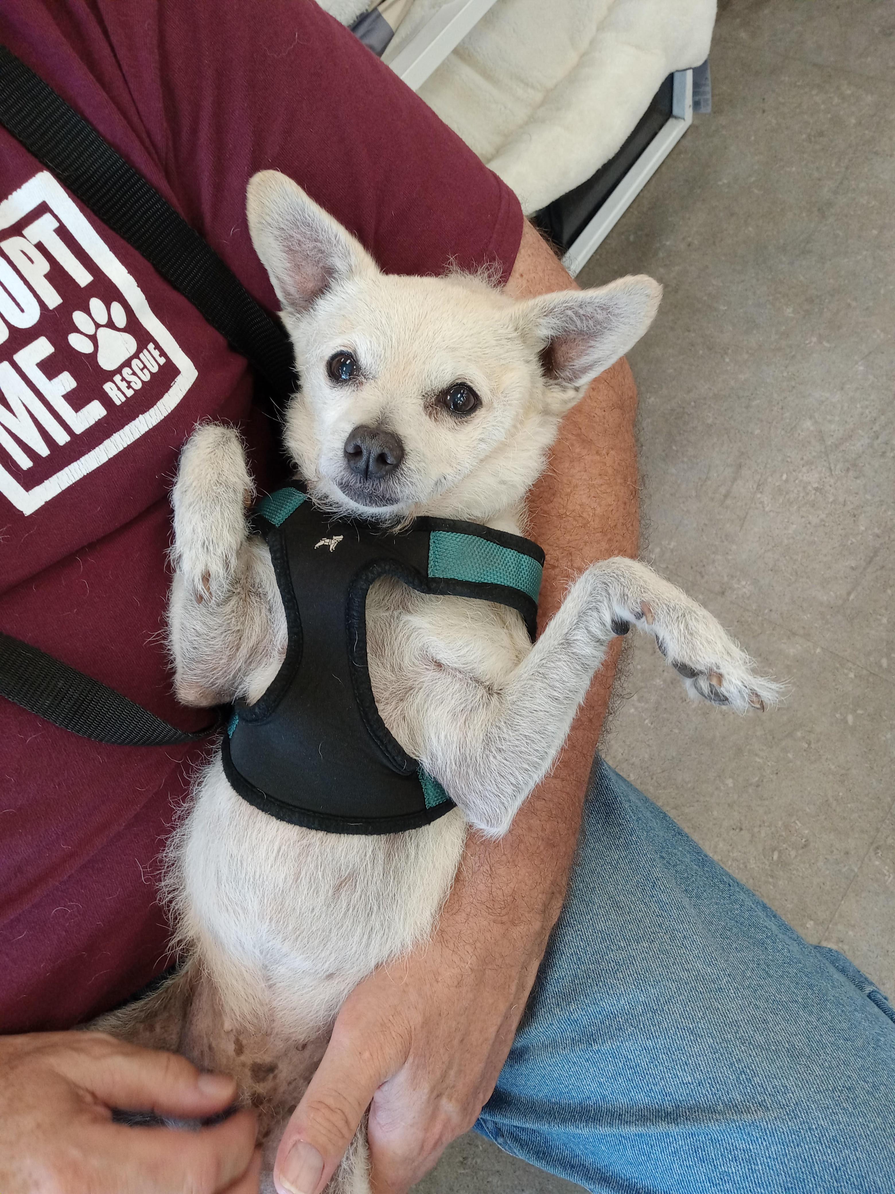 Lessa, Adopted, Adult Female Chihuahua.