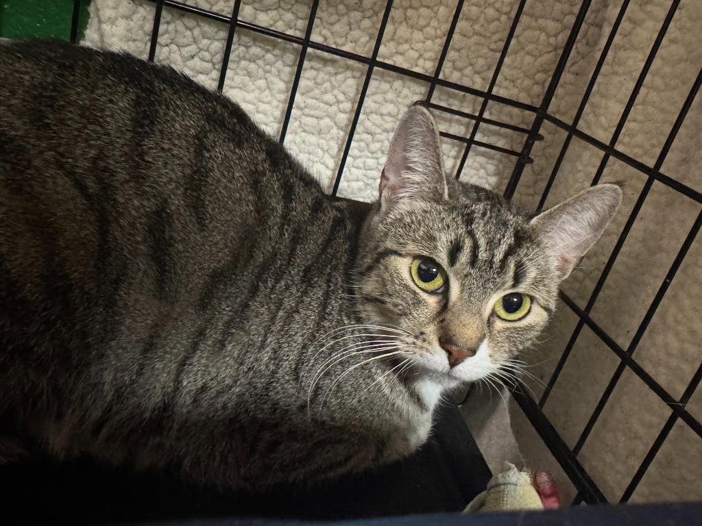 Wiley Kit, Adoptable, Adult Female Domestic Short Hair.