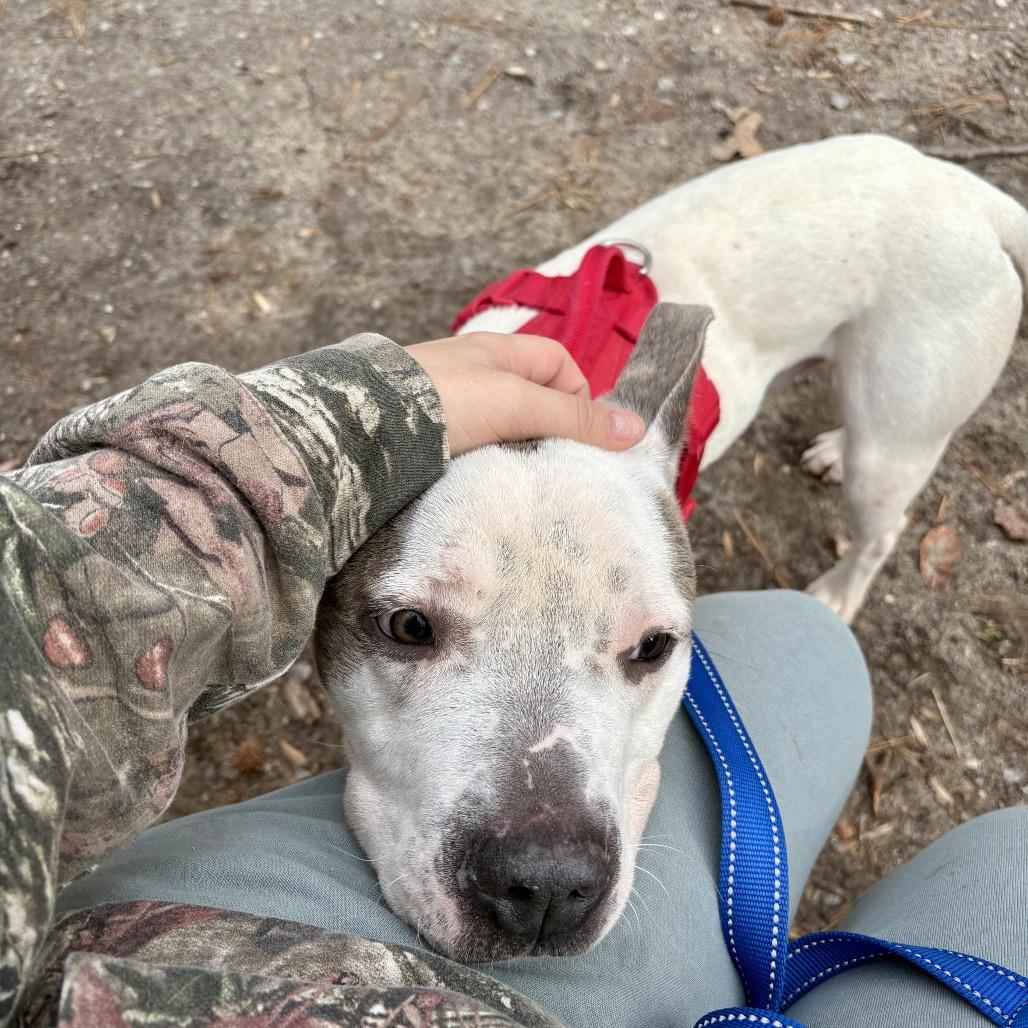 Zeus, a Adoptable Pit Bull Terrier in Windsor, VA image 1/6