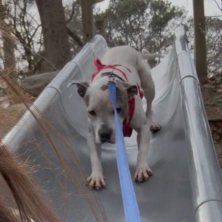 Zeus, a Adoptable Pit Bull Terrier in Windsor, VA image 2/6