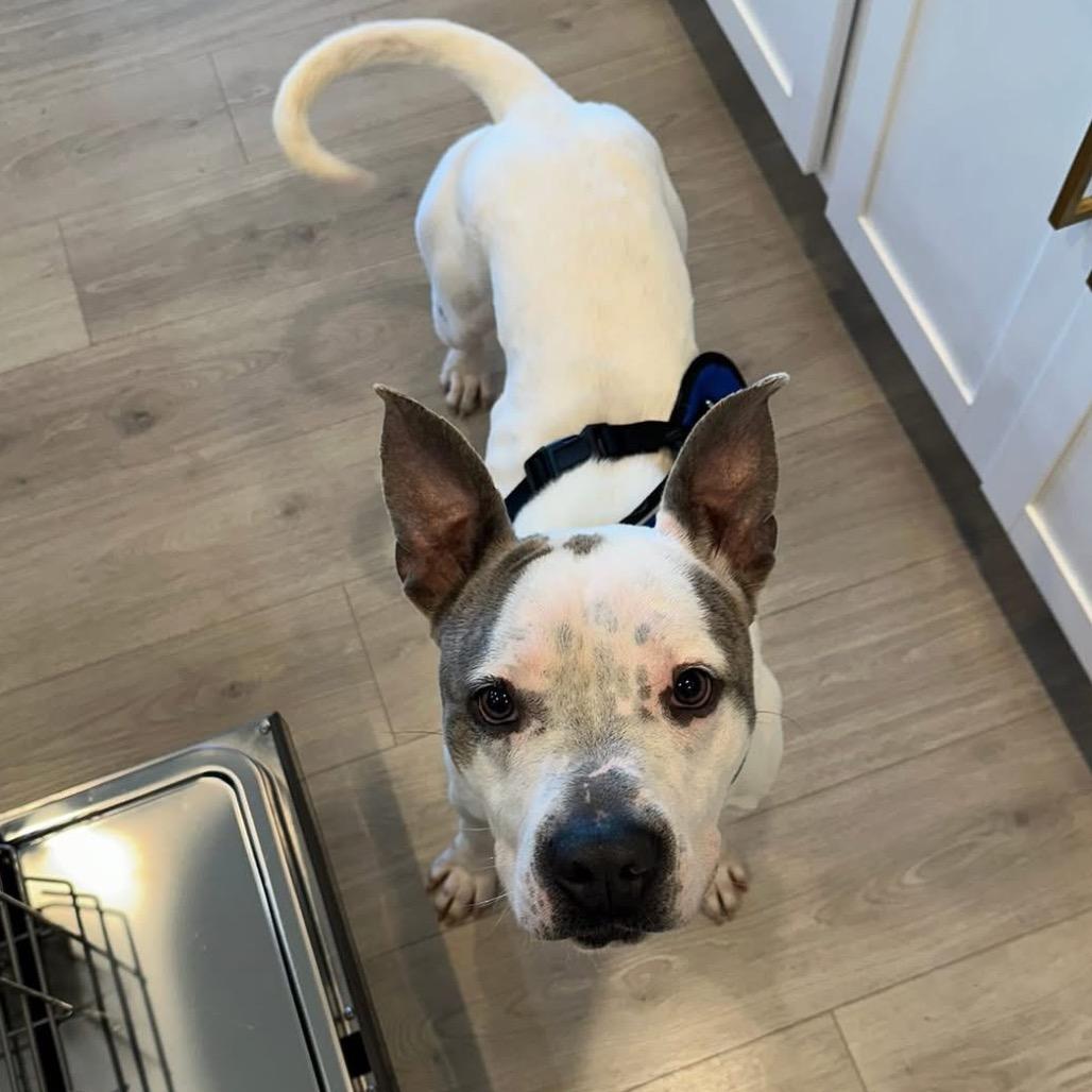 Enlarge Zeus, a Adoptable Pit Bull Terrier in Windsor, VA image 2/6