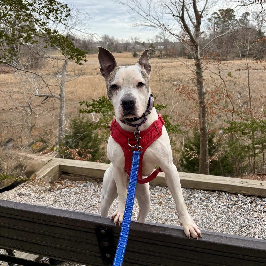 Zeus, a Adoptable Pit Bull Terrier in Windsor, VA image 3/6