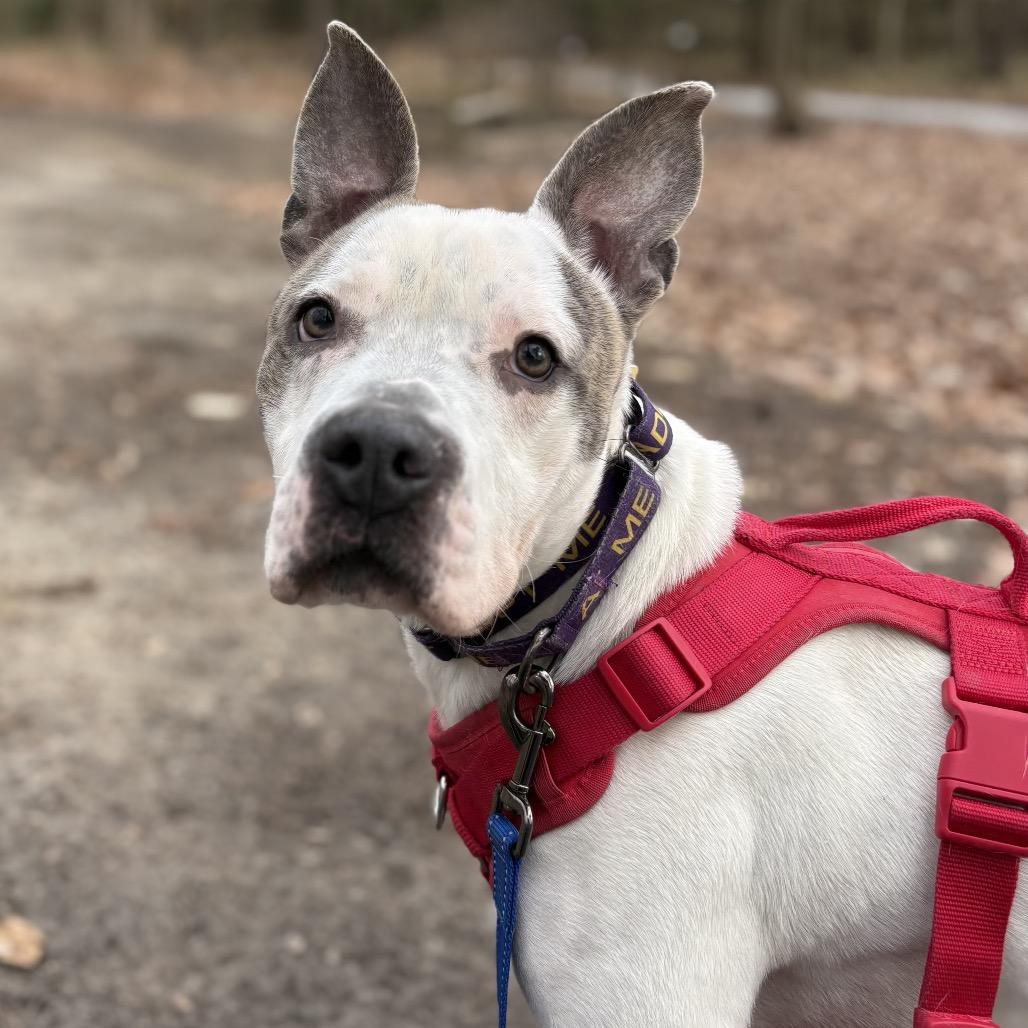 Zeus, a Adoptable Pit Bull Terrier in Windsor, VA image 4/6