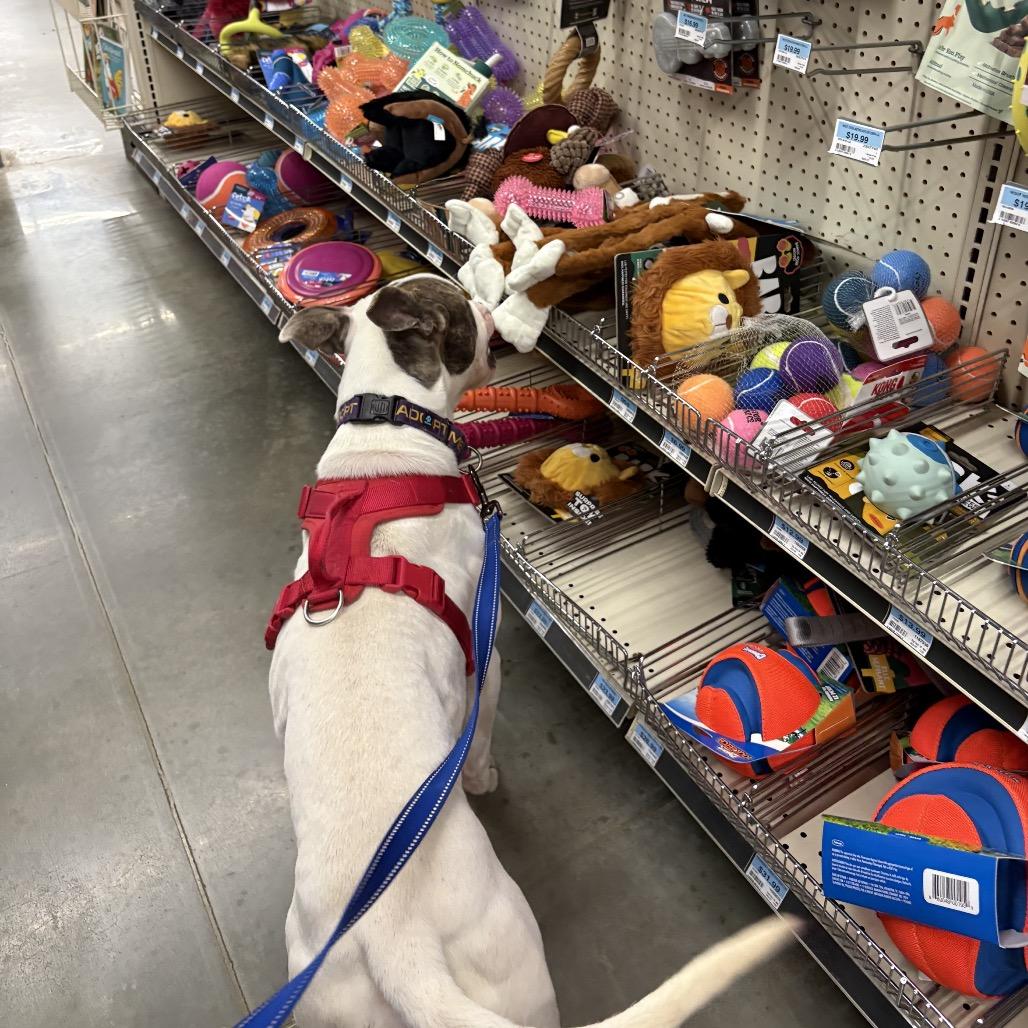 Zeus, a Adoptable Pit Bull Terrier in Windsor, VA image 5/6