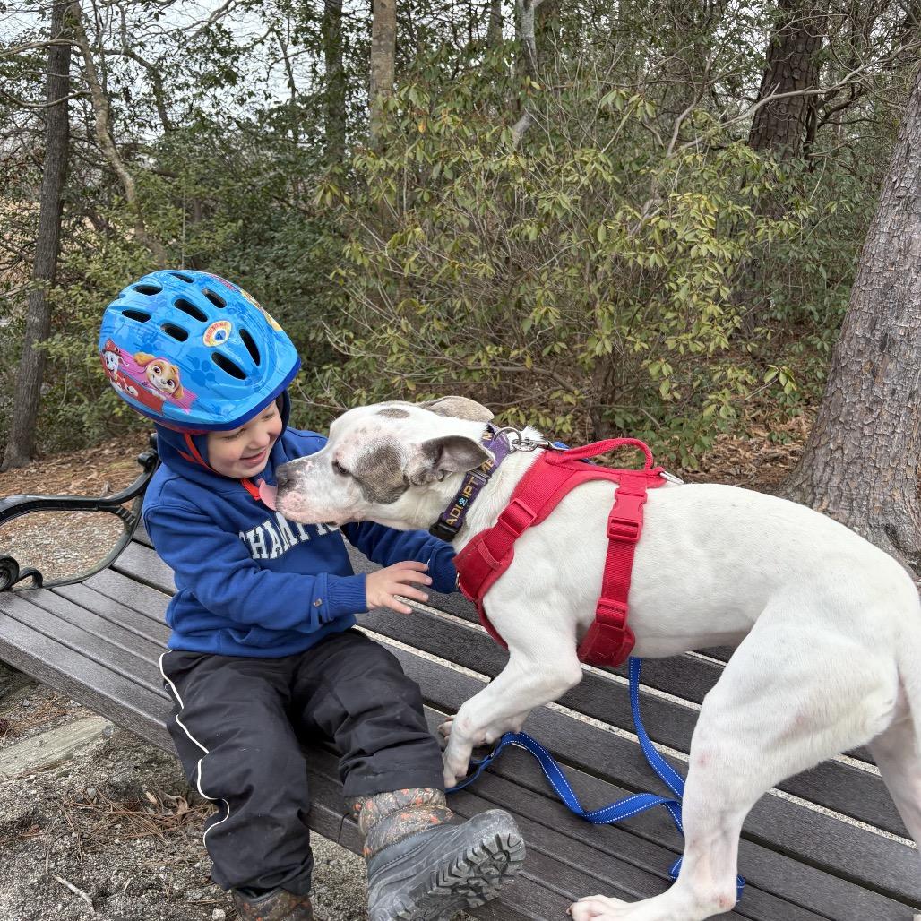 Enlarge Zeus, a Adoptable Pit Bull Terrier in Windsor, VA image 6/6