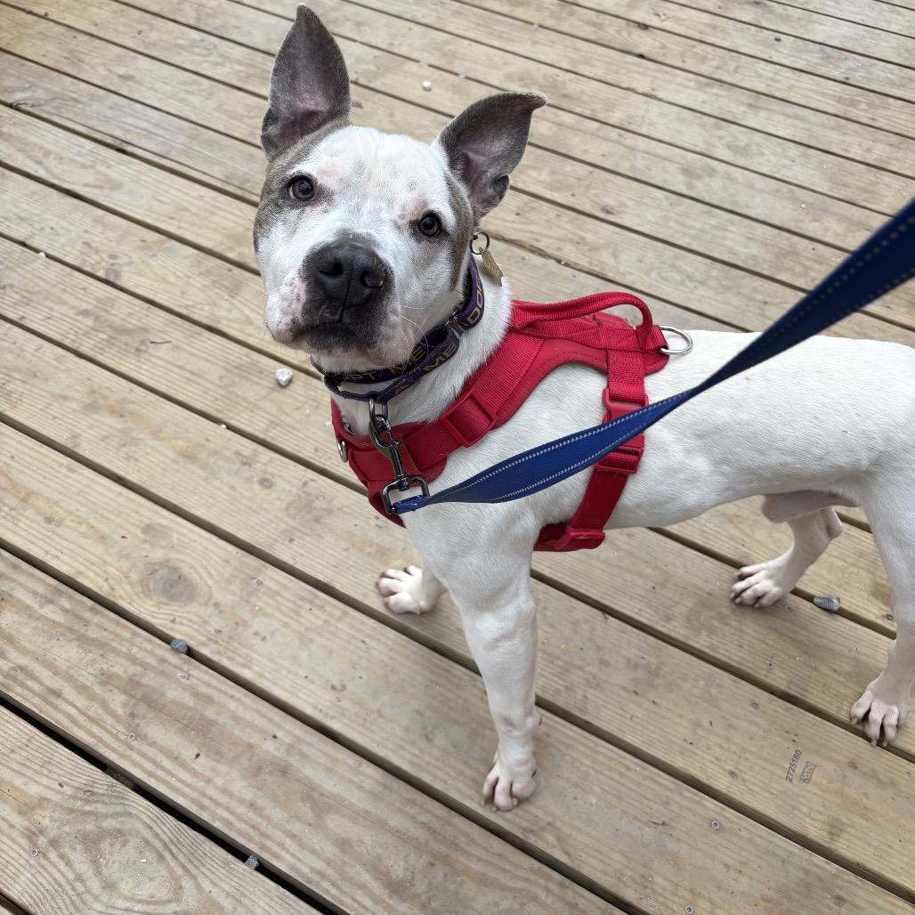 Zeus, a Adoptable Pit Bull Terrier in Windsor, VA image 6/6