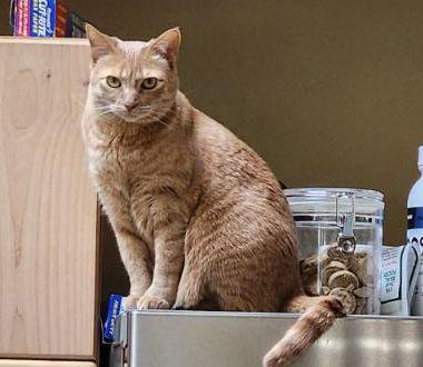 Enlarge Cece, a ADOPTABLE Domestic Short Hair in Peterborough, NH image 2/3