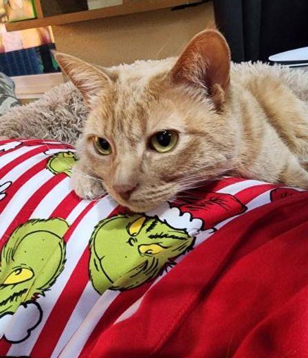 Enlarge Cece, a ADOPTABLE Domestic Short Hair in Peterborough, NH image 3/3