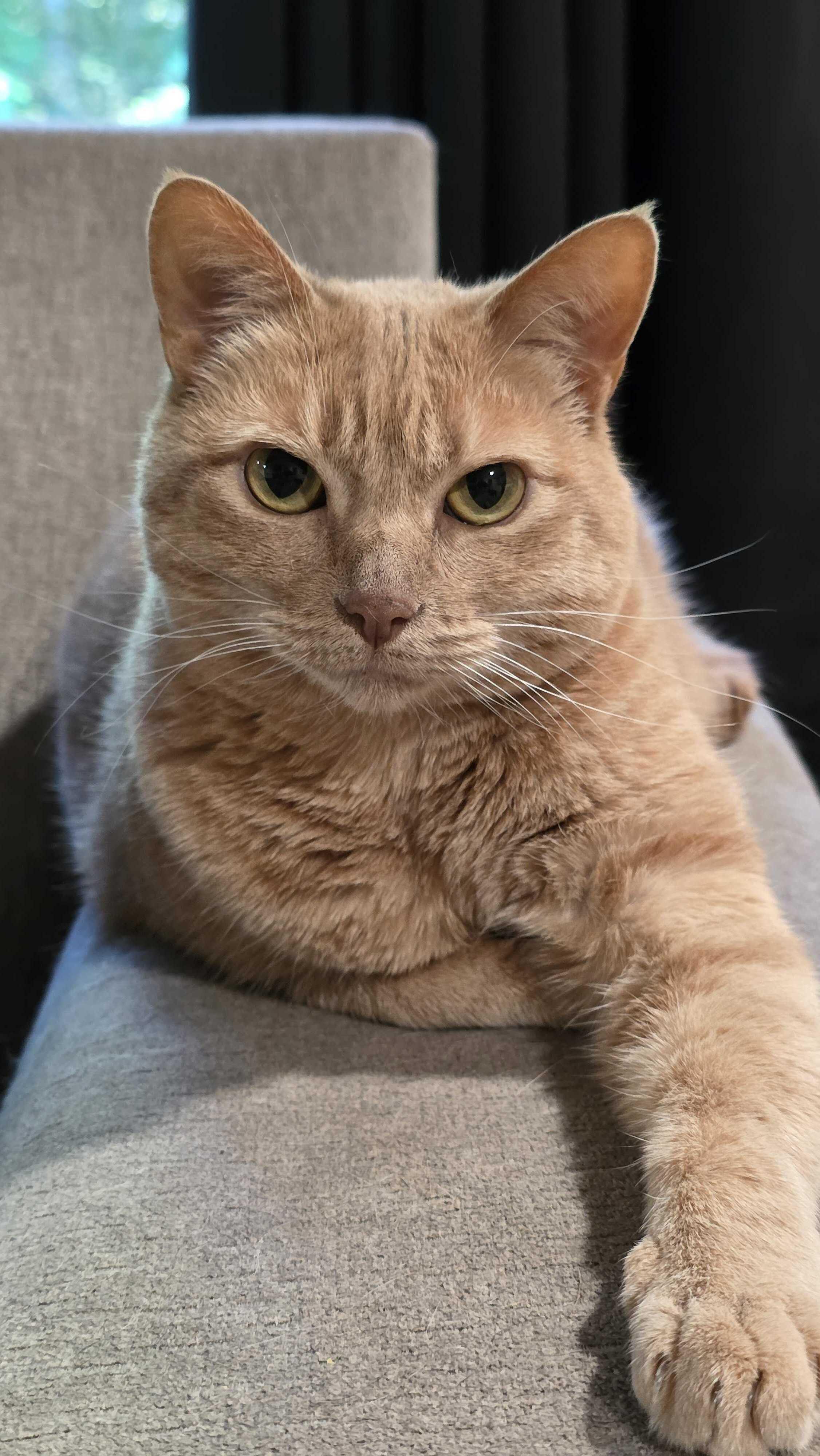 Enlarge Cece, a ADOPTABLE Domestic Short Hair in Peterborough, NH image 1/3