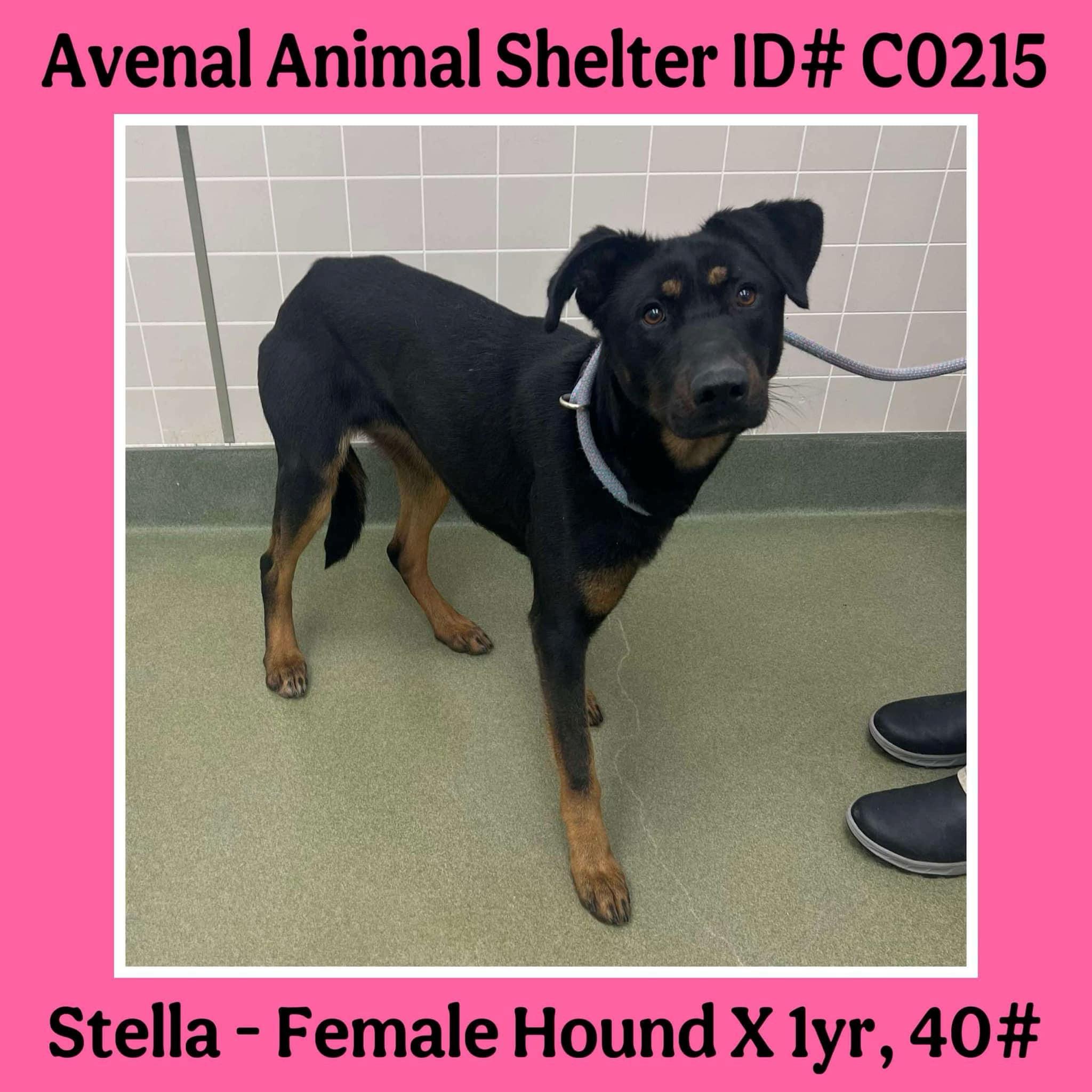 Enlarge Stella, a Adoptable mixed breed in Avenal, CA image 1/1