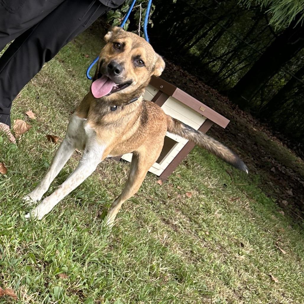 Buster, Adoptable, Young Male Mixed Breed.