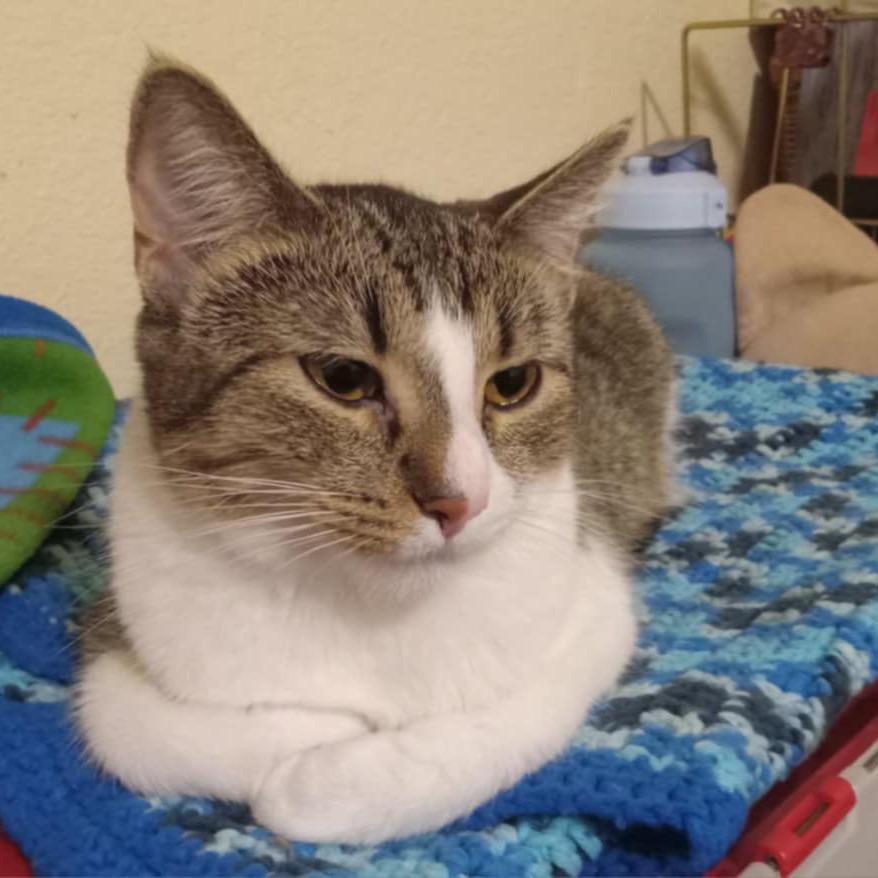 Heidi, Adoptable, Adult Female Domestic Short Hair.