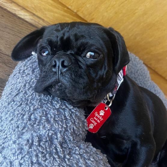 Don Pablo, a Adoptable Pug in Long Beach, CA image 1/6