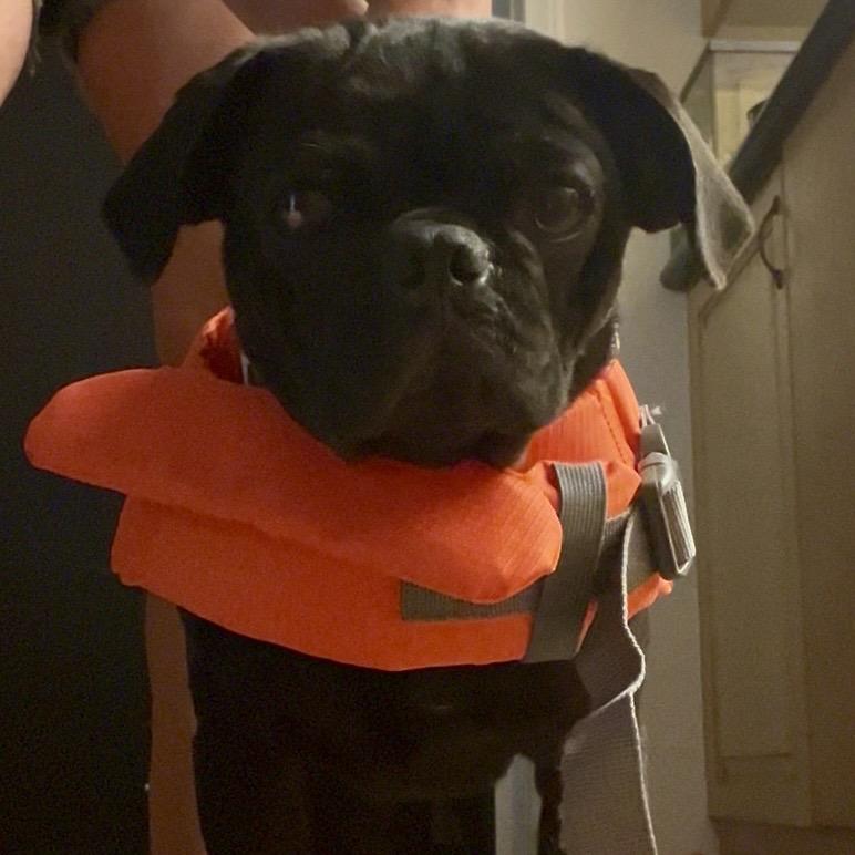 Don Pablo, a Adoptable Pug in Long Beach, CA image 3/6