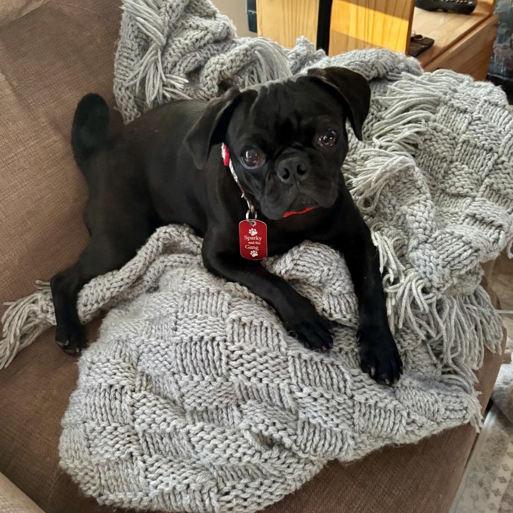 Don Pablo, a Adoptable Pug in Long Beach, CA image 4/6