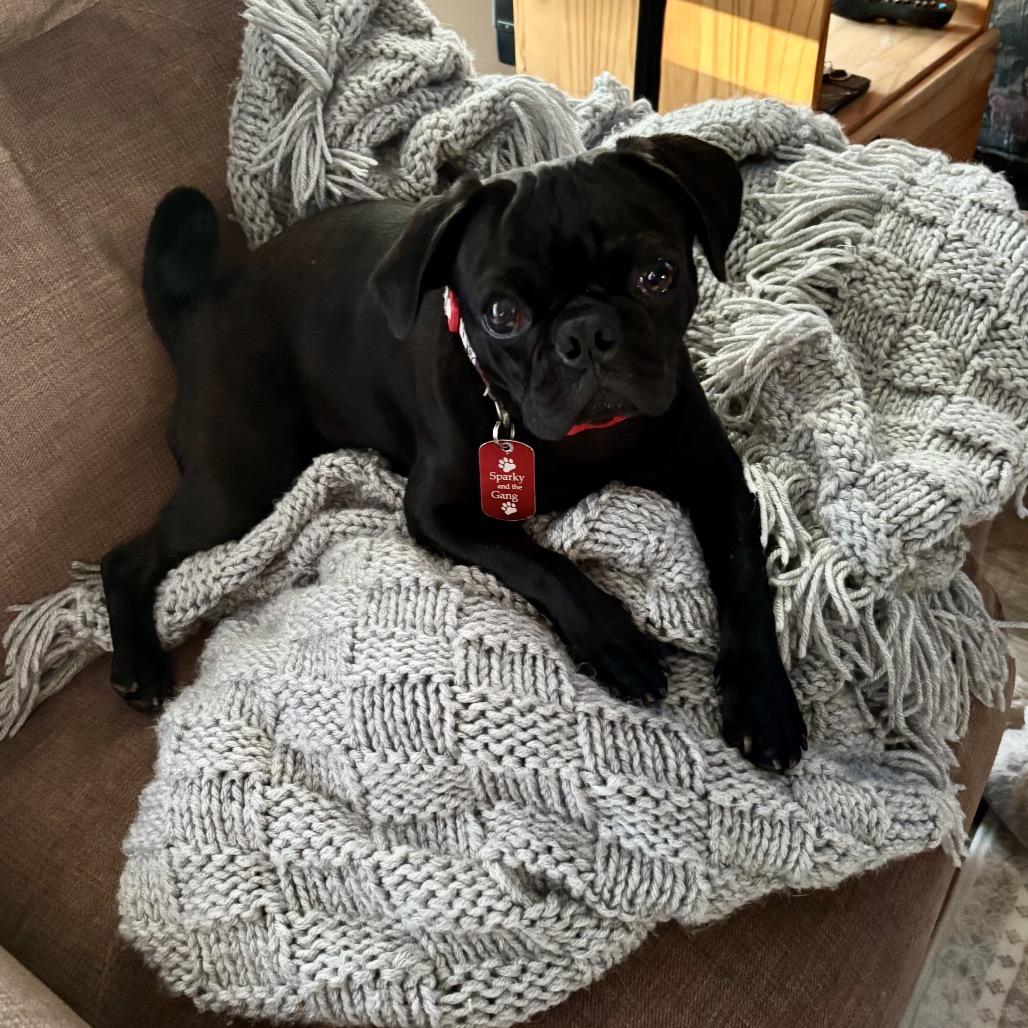Don Pablo, a Adoptable Pug in Long Beach, CA image 5/6