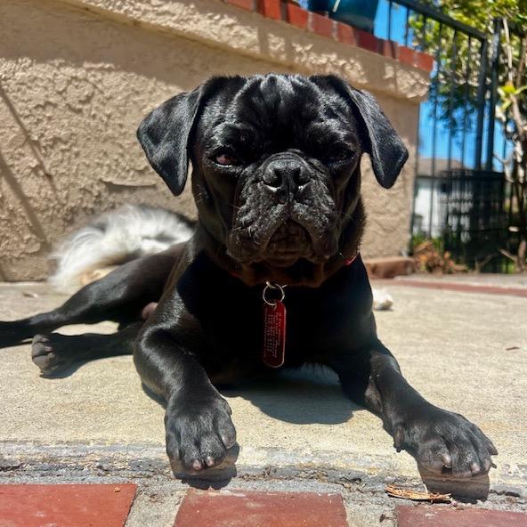 Don Pablo, a Adoptable Pug in Long Beach, CA image 6/6