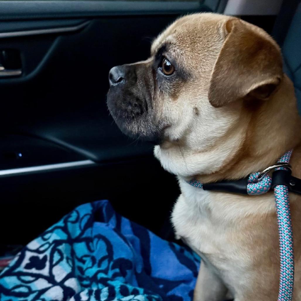 Banjo, Adoptable, Young Male Pug.