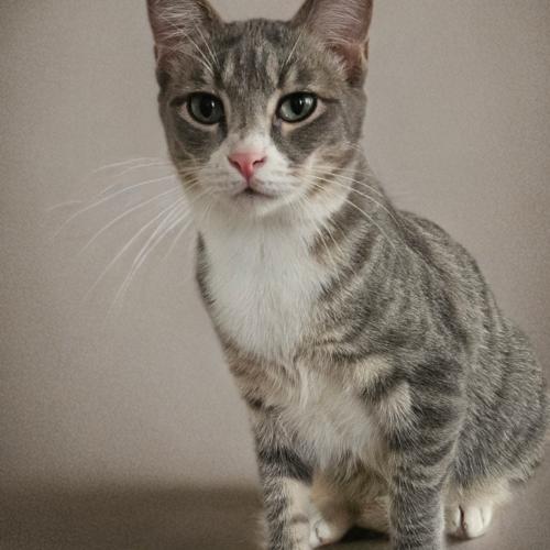 Scout, Adoptable, Kitten Male Domestic Short Hair.
