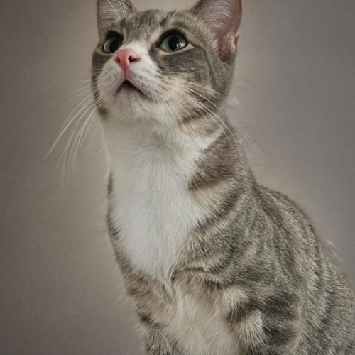 Enlarge Scout, a Adoptable Domestic Short Hair in Gilbert, AZ image 2/2
