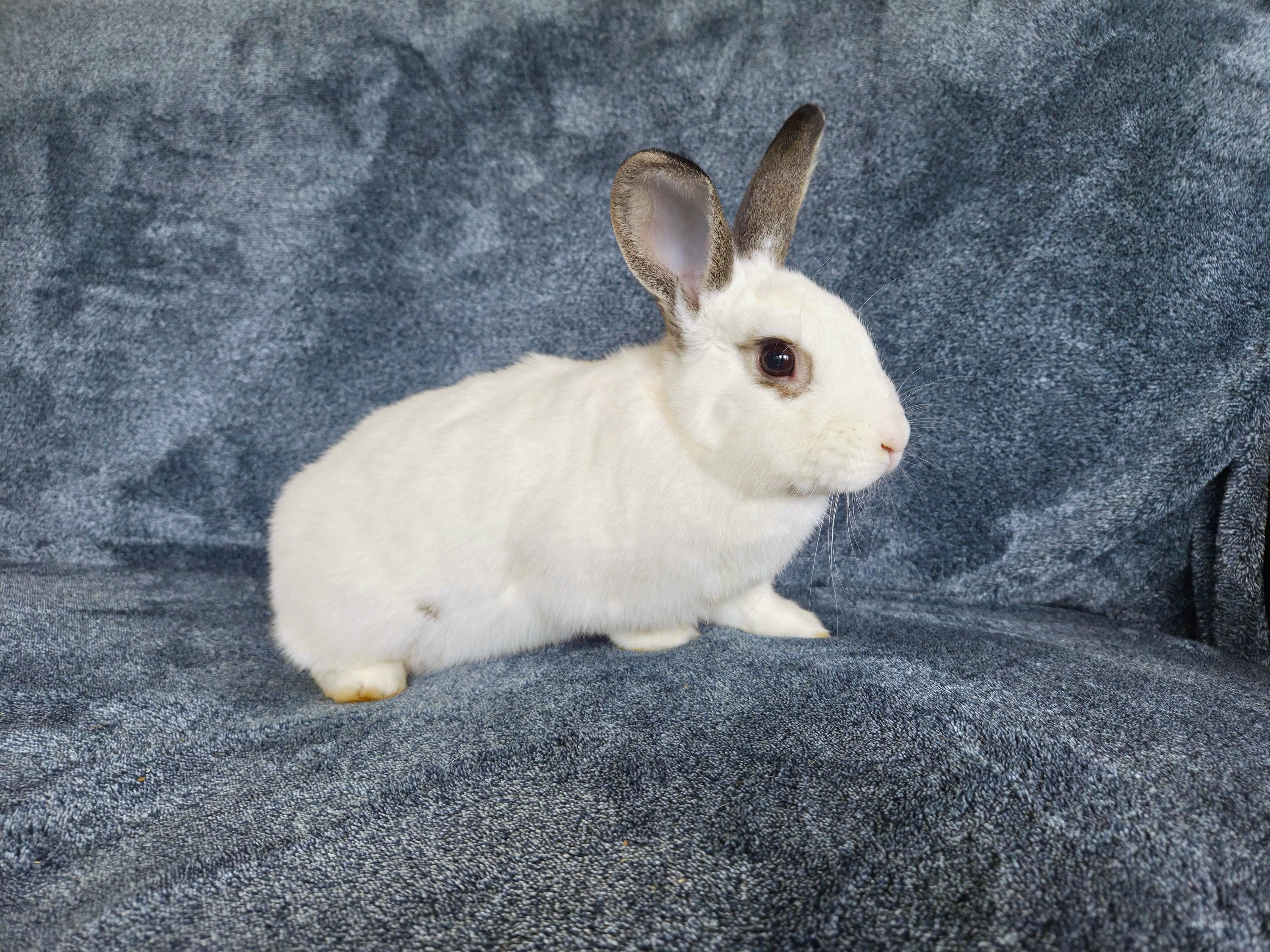 Enlarge Mica, a Adoptable mixed breed in Coralville, IA image 1/2
