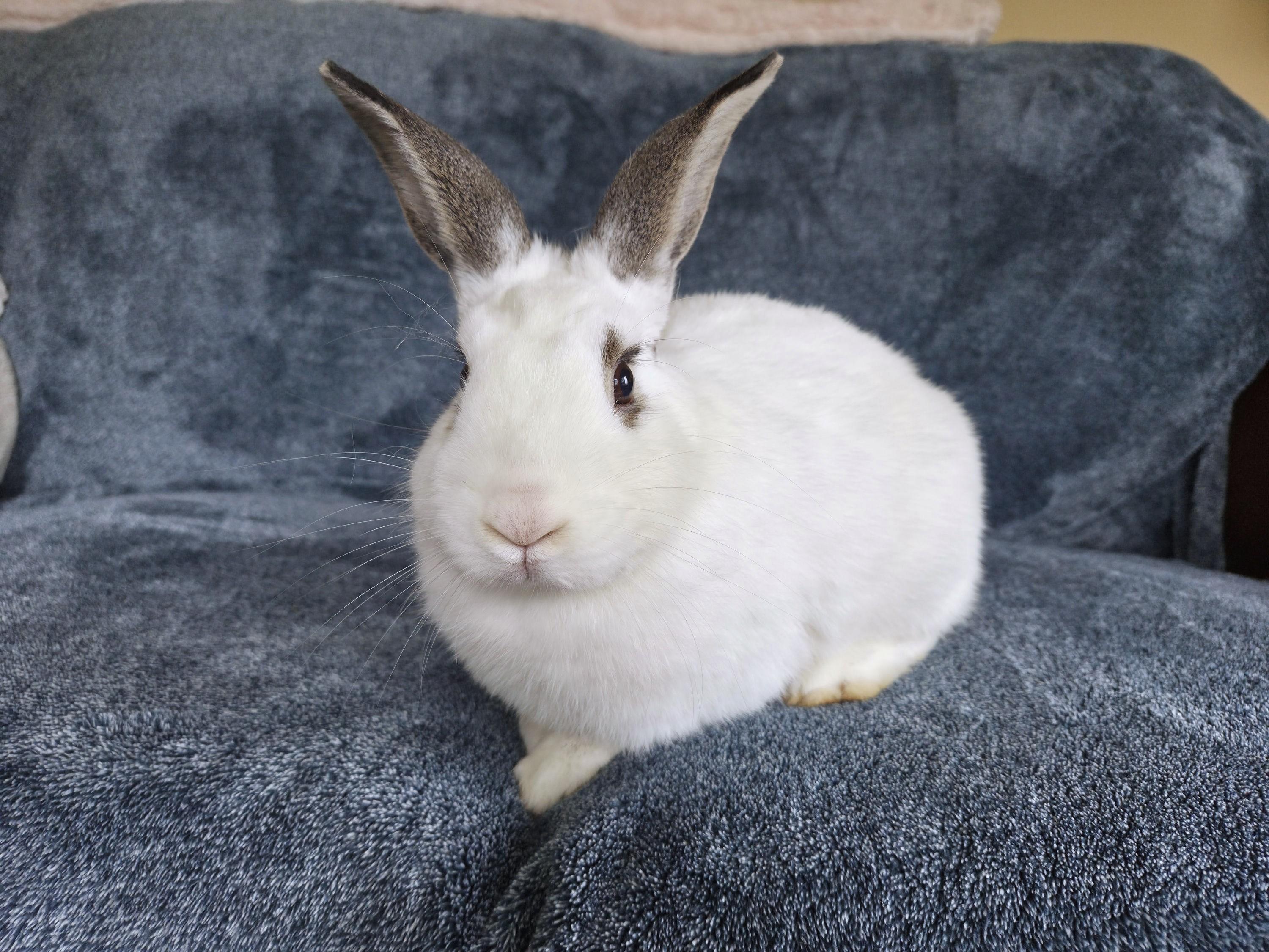 Enlarge Mica, a Adoptable mixed breed in Coralville, IA image 2/2
