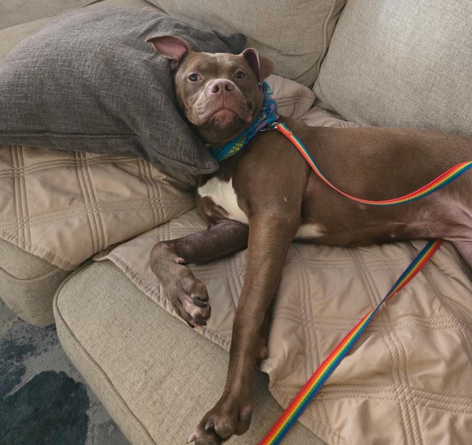 Enlarge Pudding, an adoptable mixed breed in Palatine, IL image 4/6