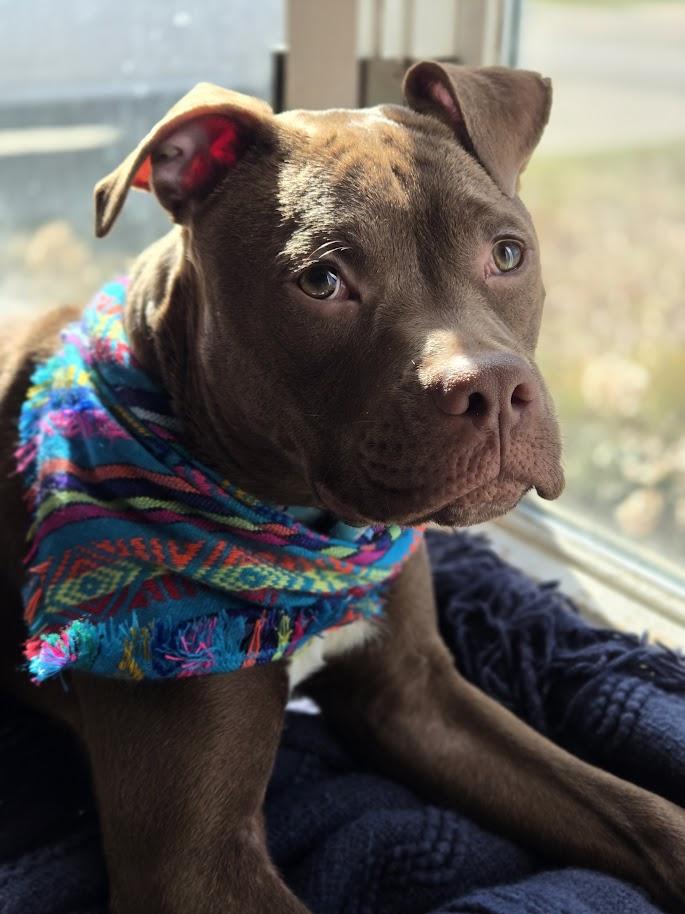 Enlarge Pudding, an adoptable mixed breed in Palatine, IL image 2/6