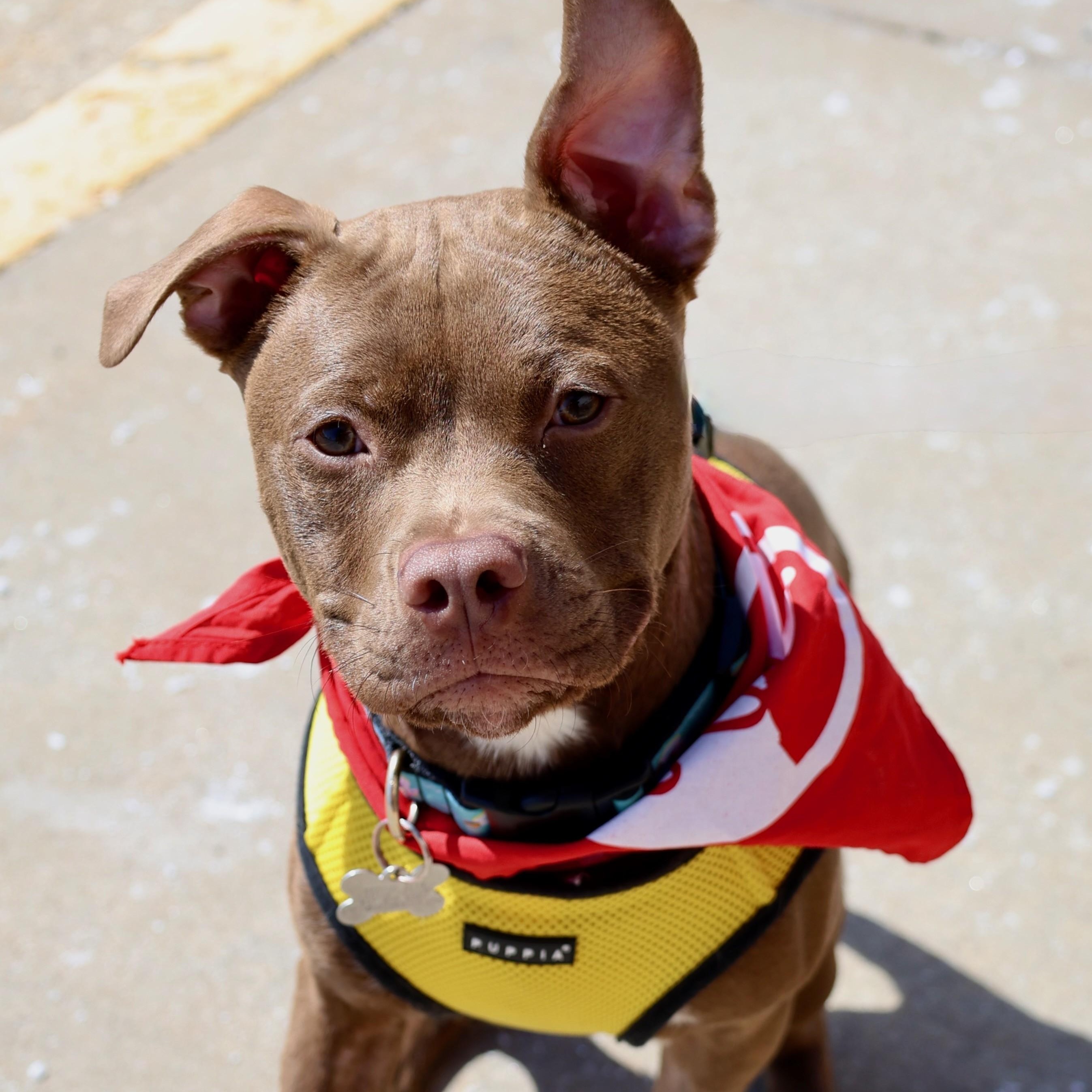 Enlarge Pudding, an adoptable mixed breed in Palatine, IL image 2/5